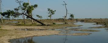 Prés Salés D'Arès Et De Lège-Cap-Ferret